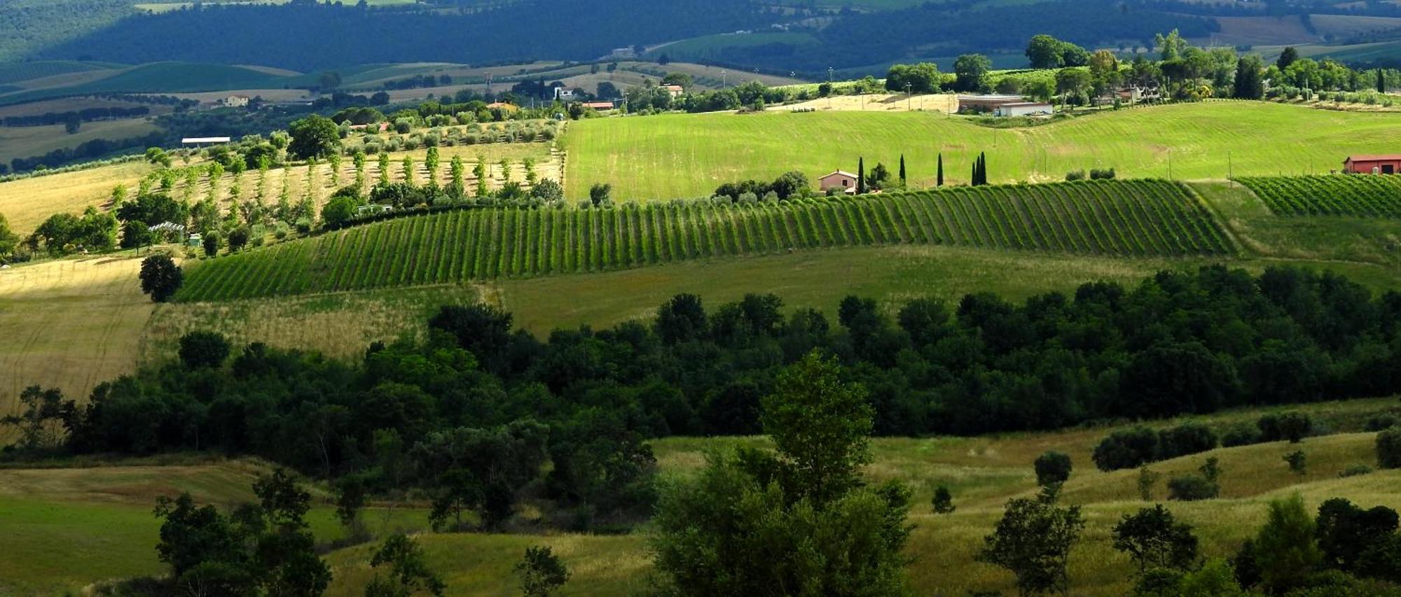 Ferienhaus Poggio La Luna - La Casa Nel Vigneto Montemerano